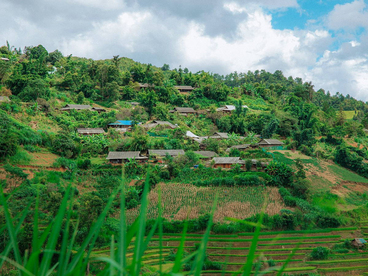 Terraced hillside farmland with scattered homes among dense green trees